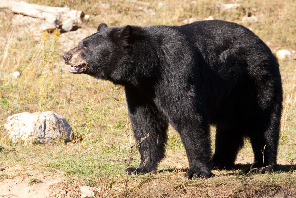 Utah to Offer More Black Bear Permits