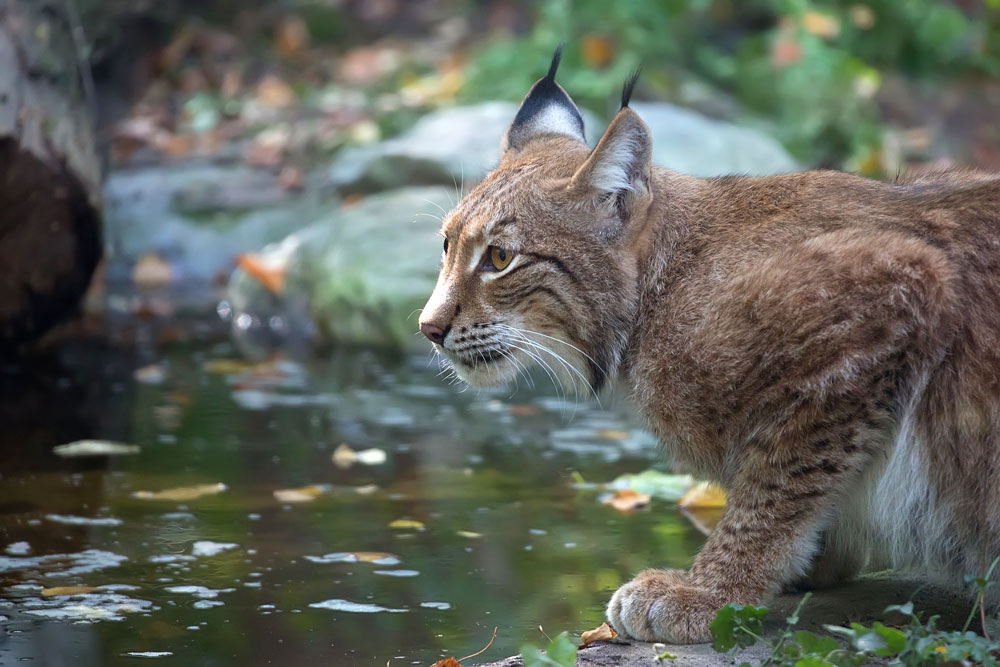 Georgia Woman Strangles Bobcat to Death in Front Yard | Sporting