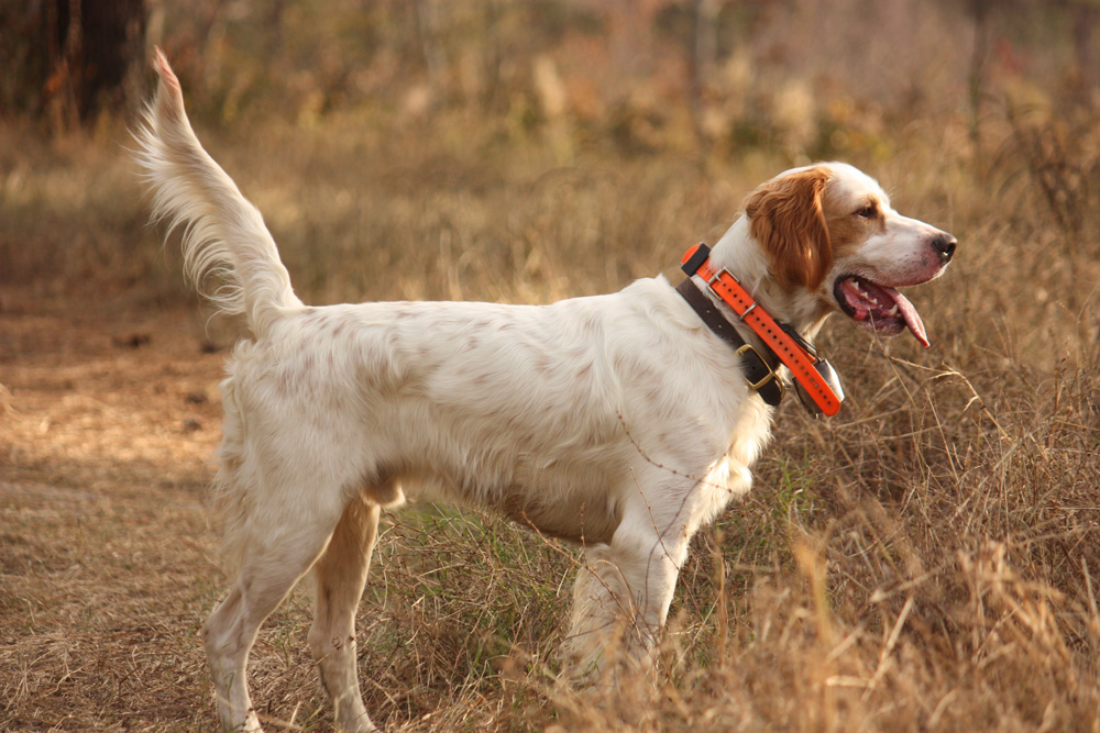 English Setters The Endangered Species In England Sporting Classics 