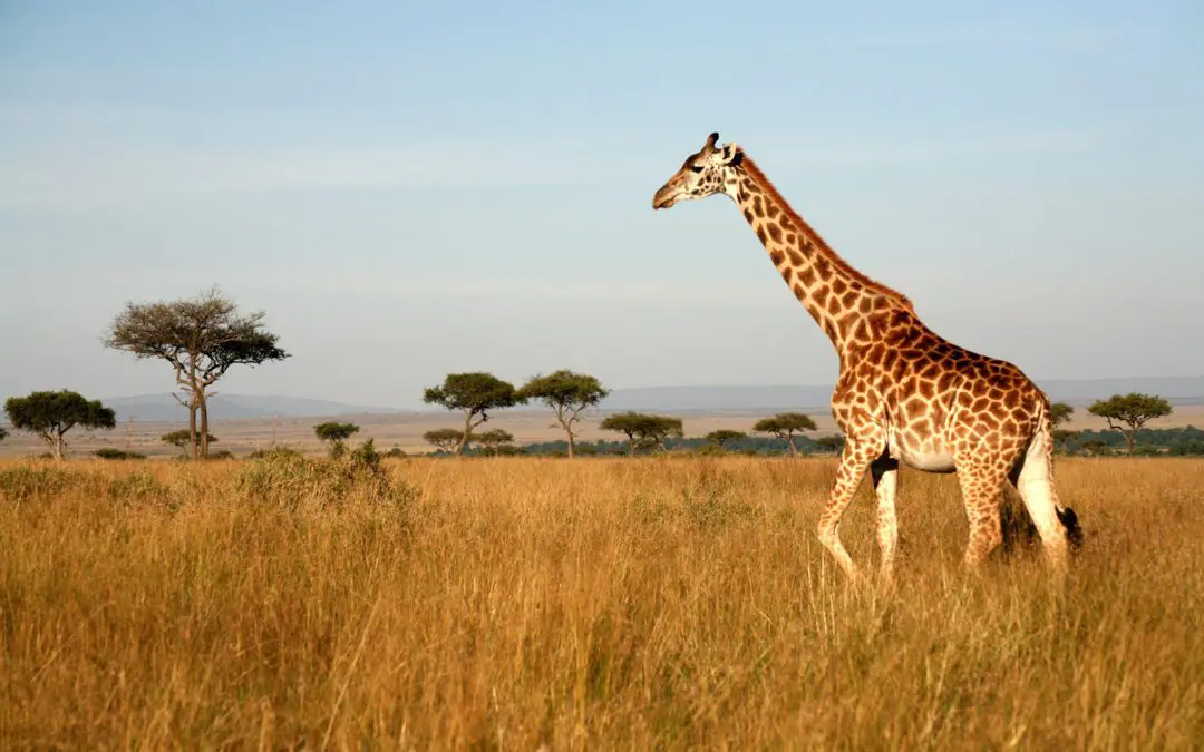 Illegal Poaching Puts Giraffes At Risk In Africa