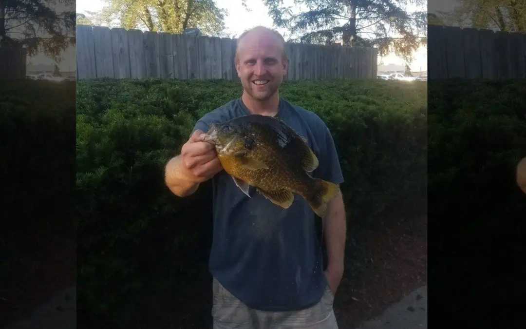 Michigan Hybrid Sunfish Record Broken