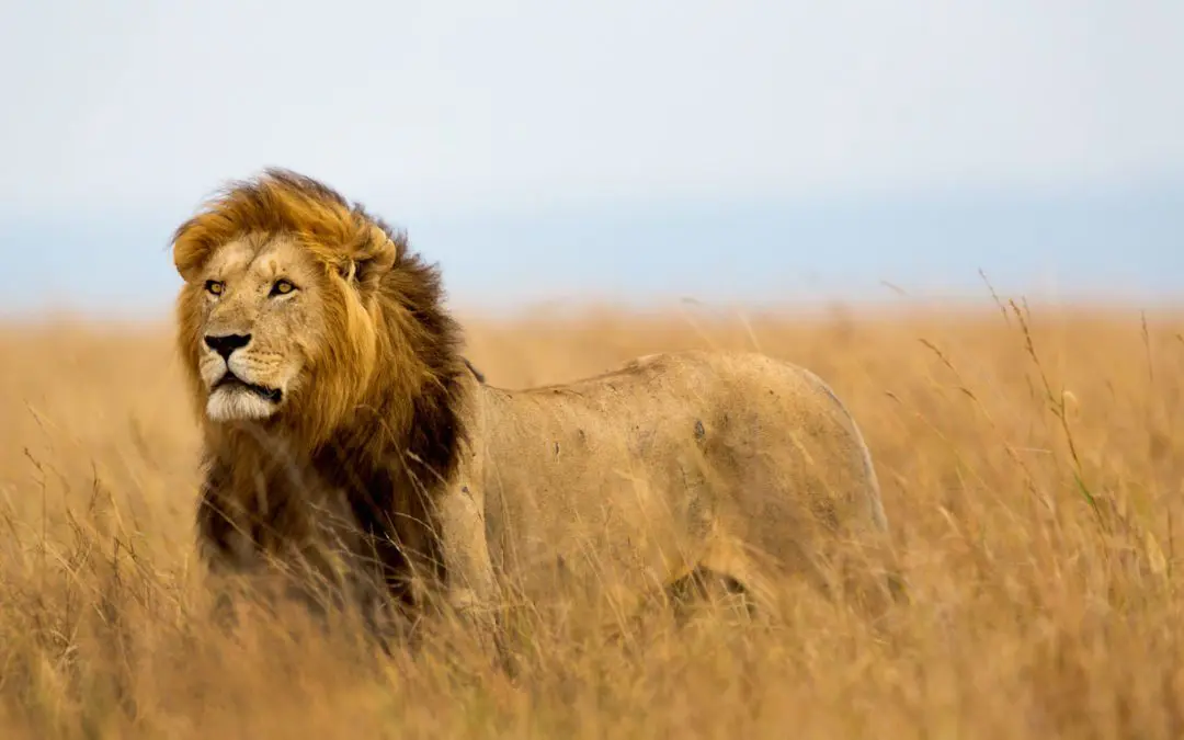 Almost a Lion Story