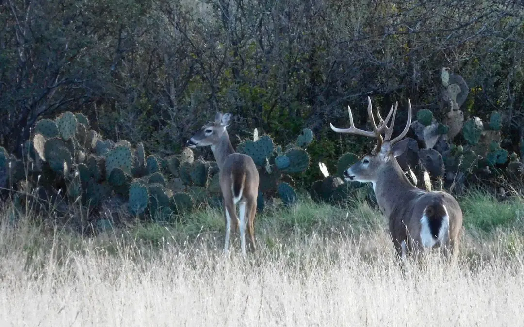 Buck-To-Doe Ratio And Antler Size