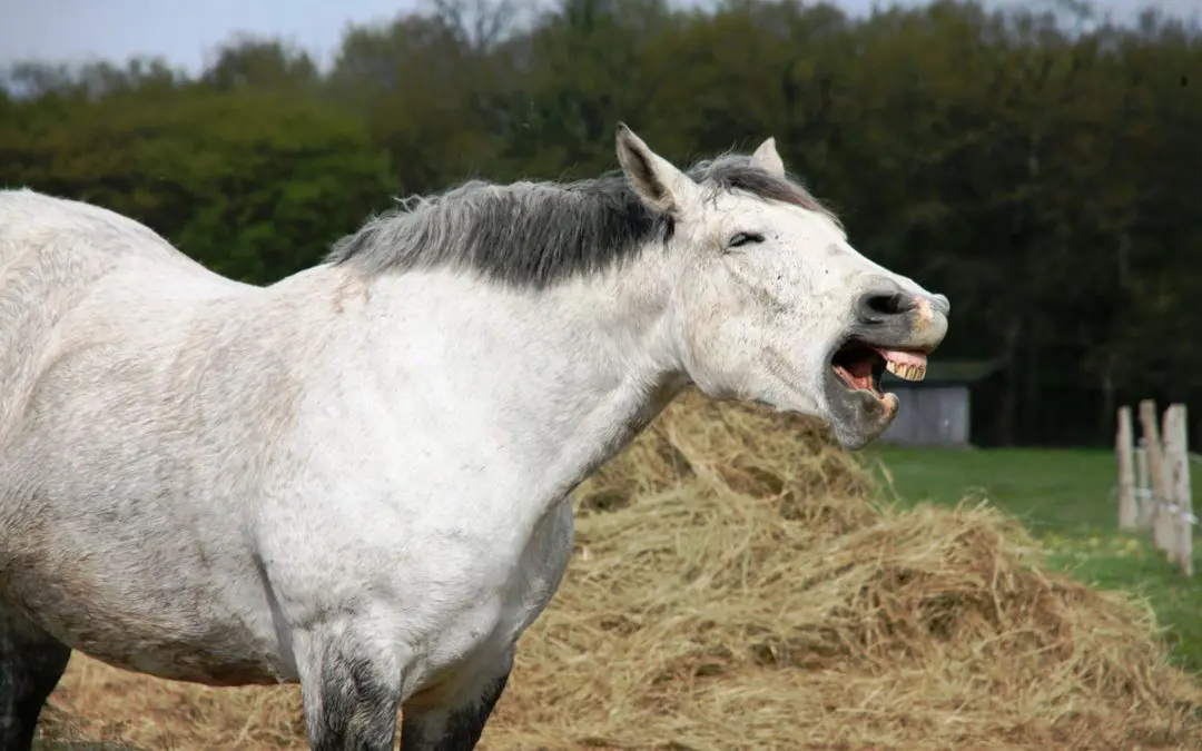 Horses I have Known: The Back Biter