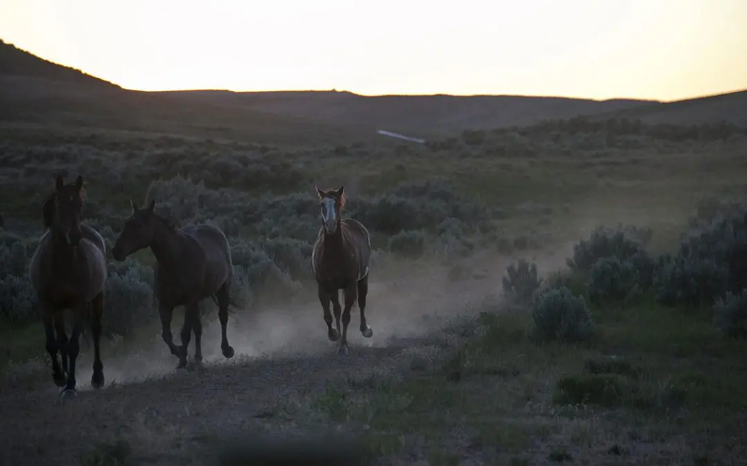 Horses I have Known: The Night Blind and Hell Bent  