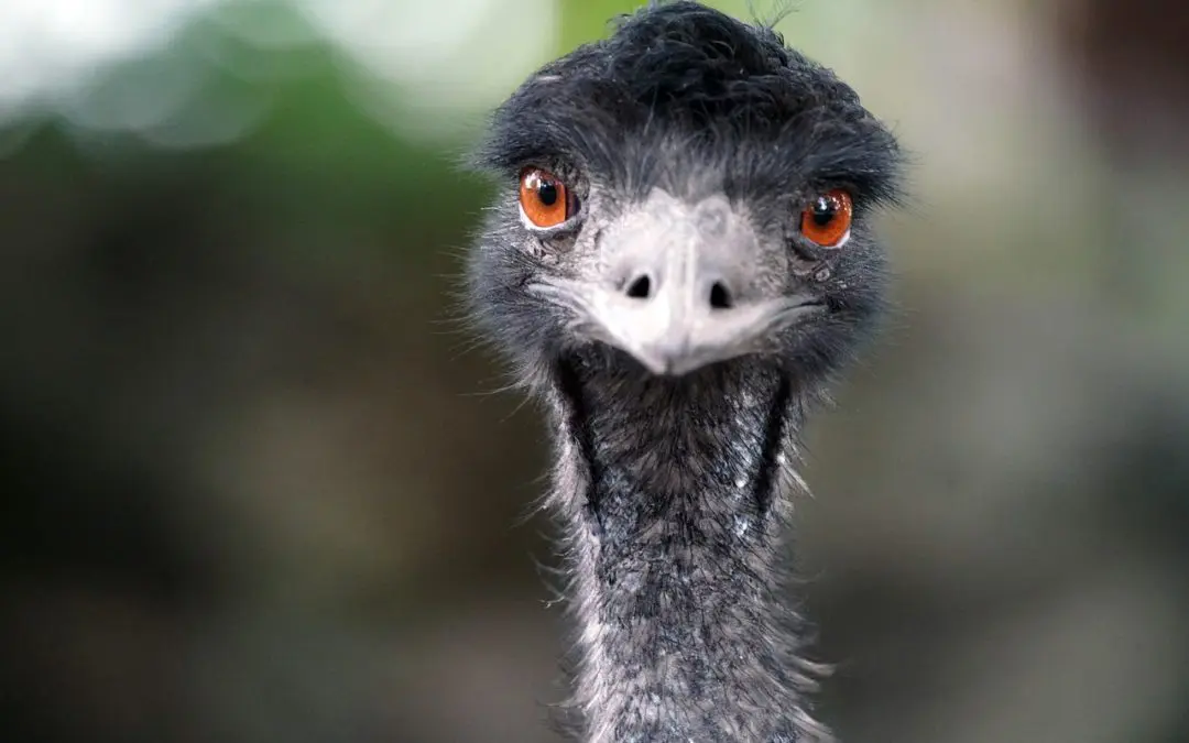 The Great Emu War