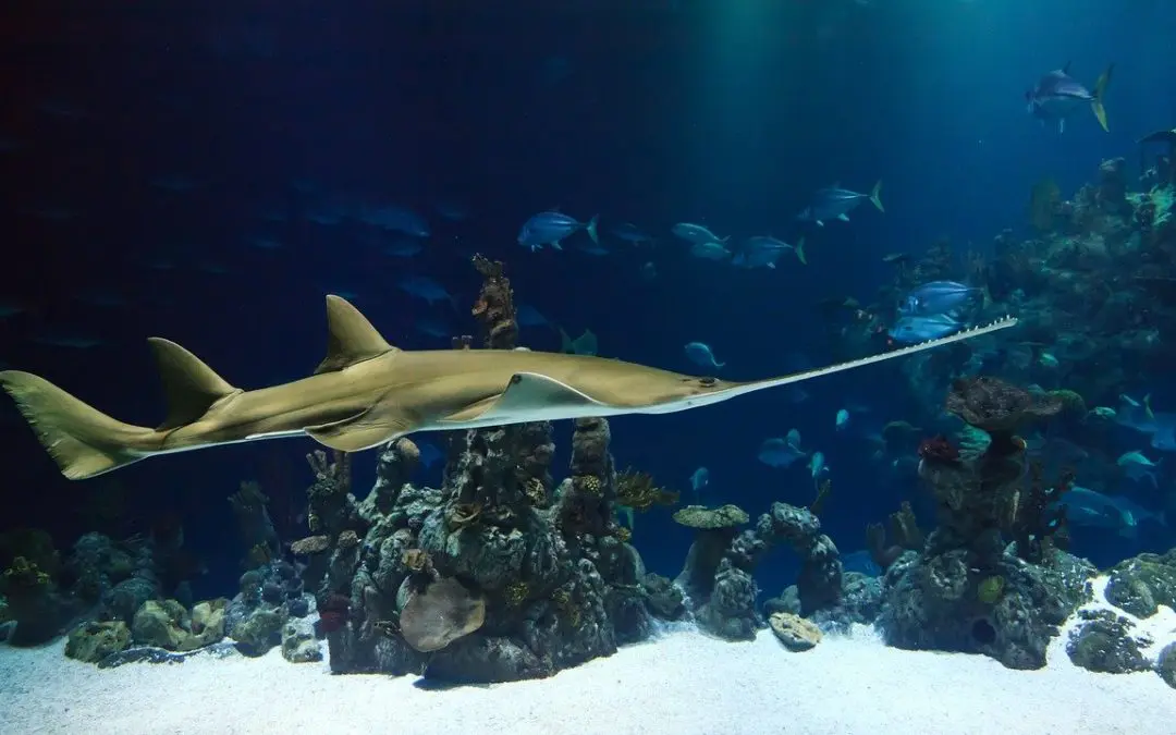 Sawfish: What To Do When You Accidentally Hook One