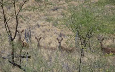 Hawaii Cancels Lāna‘i Axis Deer Season 2021