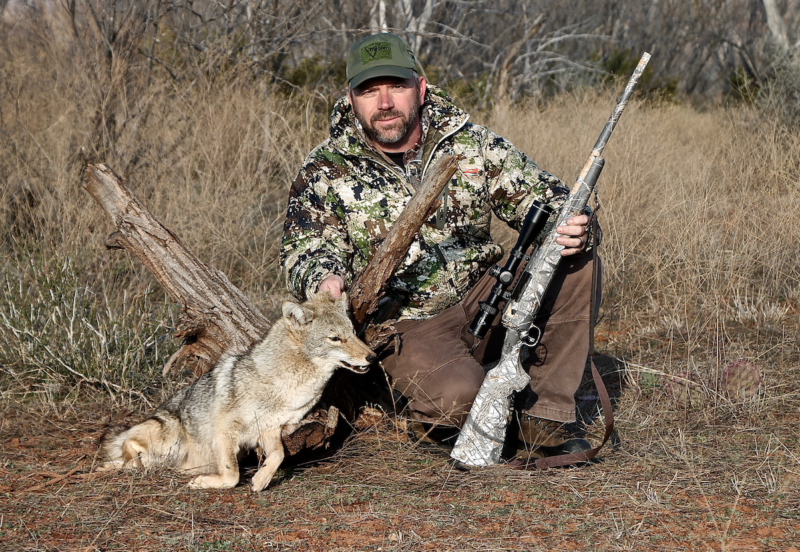 hunting coyotes hunting coyotes