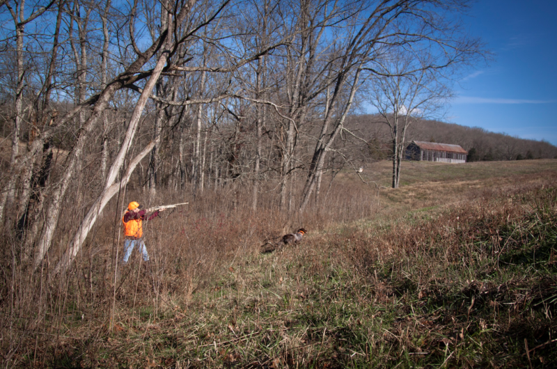 upland hunting bobwhite quail