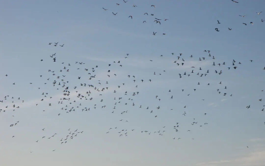 Canadian Waterfowl – A Red Letter Day