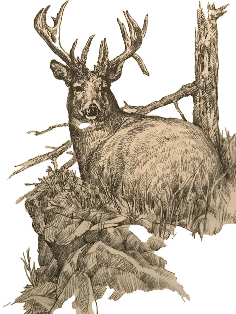 Buck rest