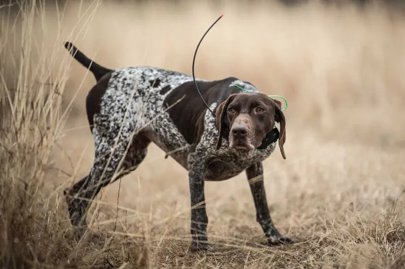 bird dog