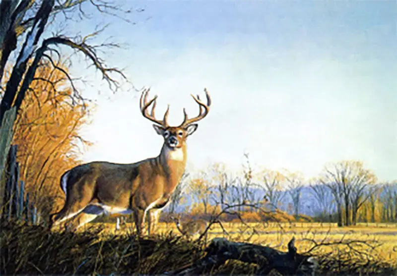 big buck