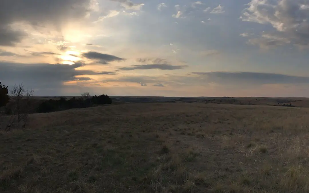 Spotted Horse on the Windy Prairie
