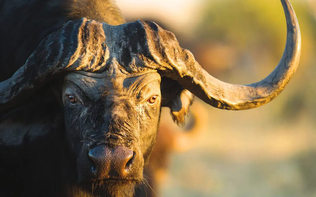 The Greatest Game Animal On Earth