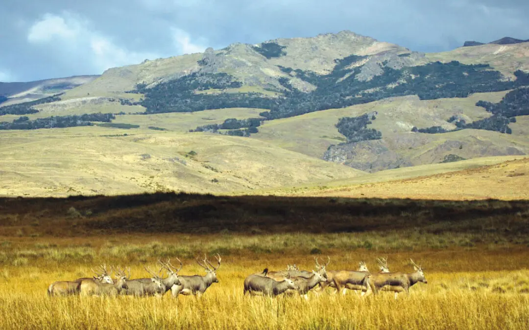Pere David’s Deer: Back from the Brink