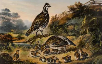 Bob White The Story of a Quail