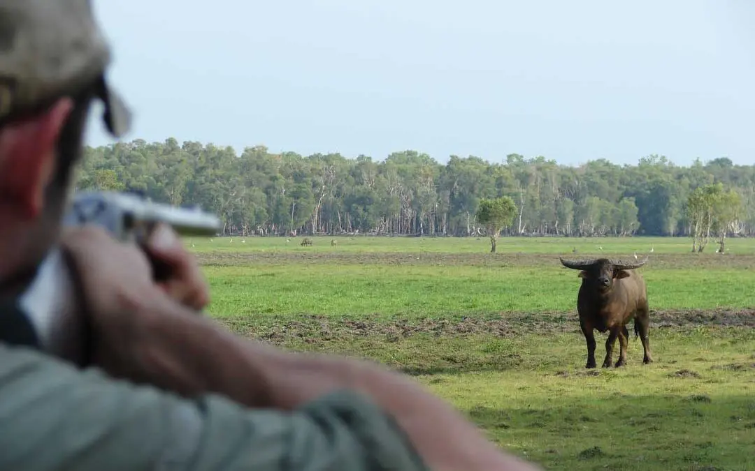 Buffalo Down Under