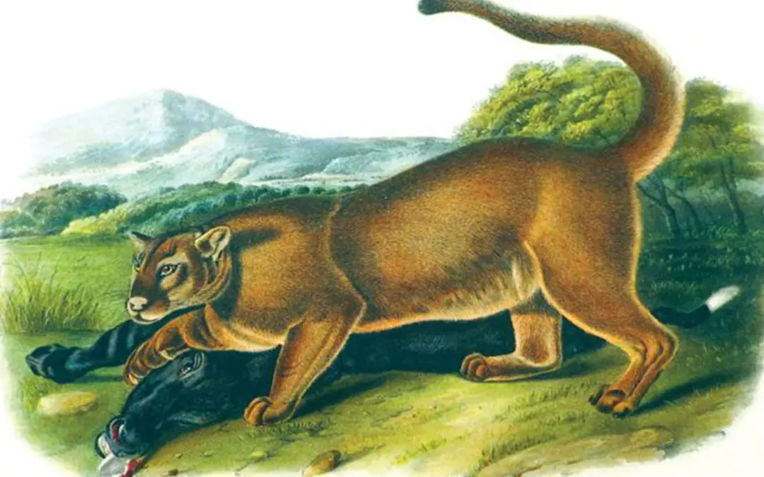 Eastern Panther – Myth, Ghost, Legend