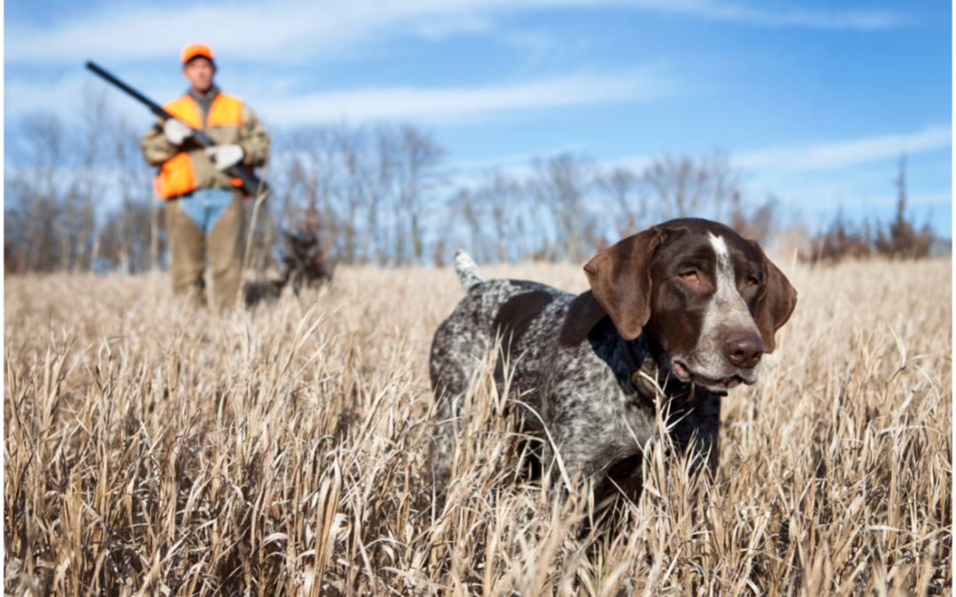 7 Great Hunting Dog Quotes