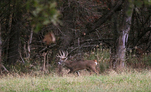 Hoping for an even grander buck to come, Altizer let this big ten-pointer pass on the first morning.