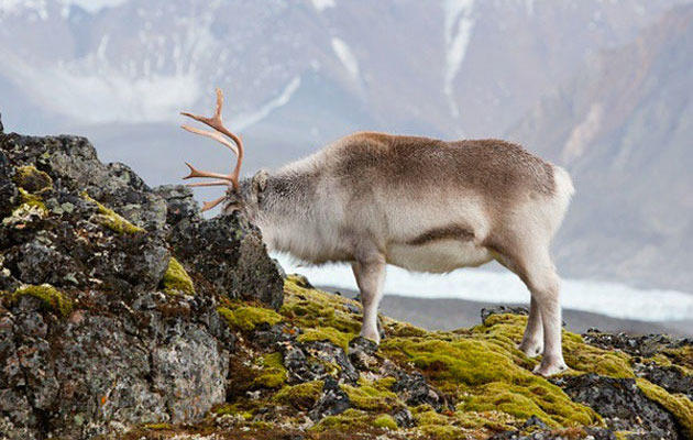 Nine Provoking Photos of Glacial Wilderness & Wildlife