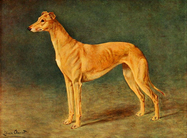 12 Striking Dog Illustrations from the Early 1900s