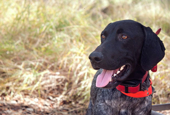 Up on Joshua Creek: A Father and Son Hunt the Texas Hill Country