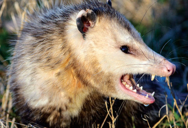 Opossums Aren’t Nearly as Bad as You Think