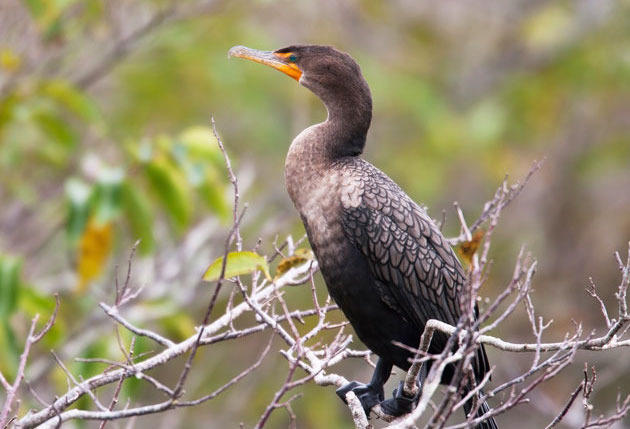 Would You Shoot a Cormorant?