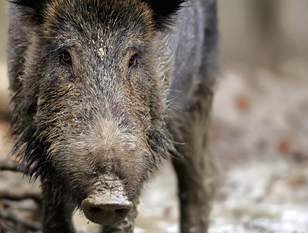 Delicious and Destructive: The Feral Hog Paradox