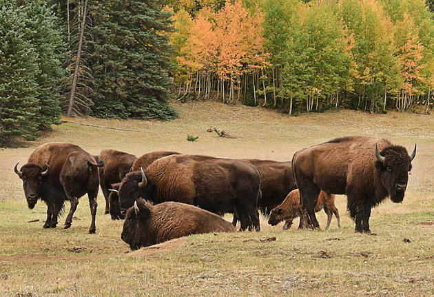 New Bill Targets Grand Canyon Bison