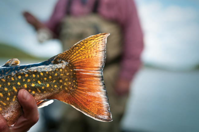 Newfoundland & Labrador Brook Trout - The New Fly Fisher