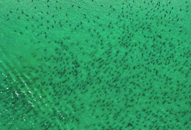 Sharks Swarm Florida Coasts