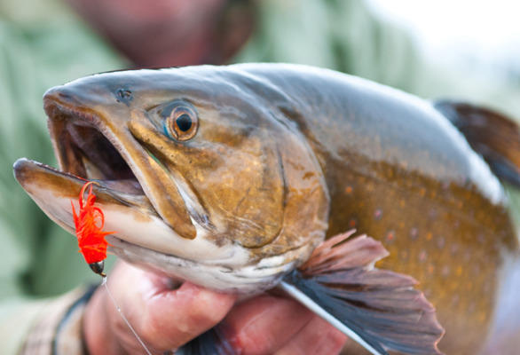 The Brook Trout’s Province