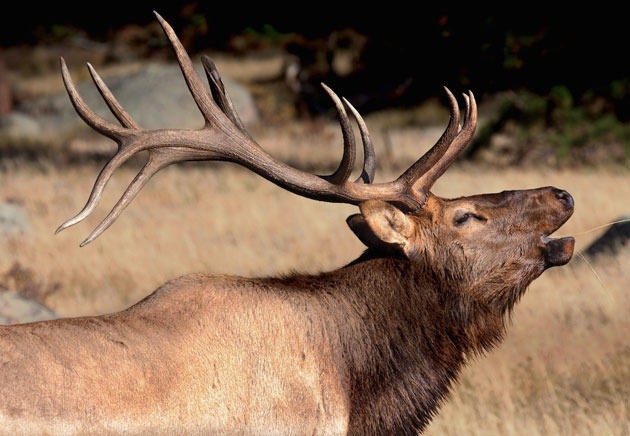 Last Chance: Chama Elk Hunt, Fishing Adventure Up For Grabs