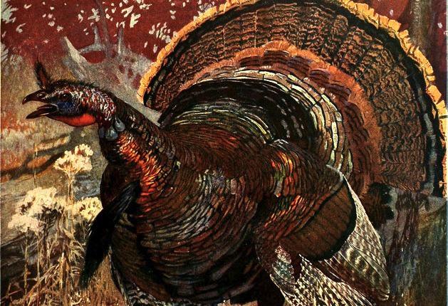 Our Gobbler: Competing for a Prized Wild Turkey