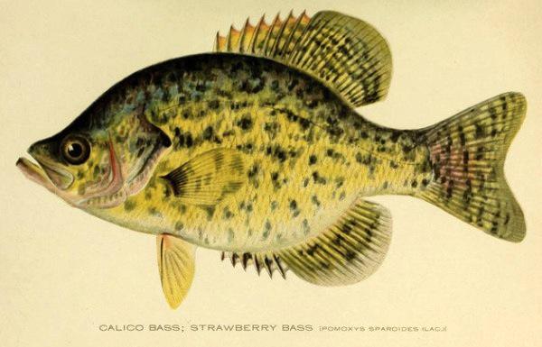 Studies of the Stream: 29 Vintage Fish Illustrations