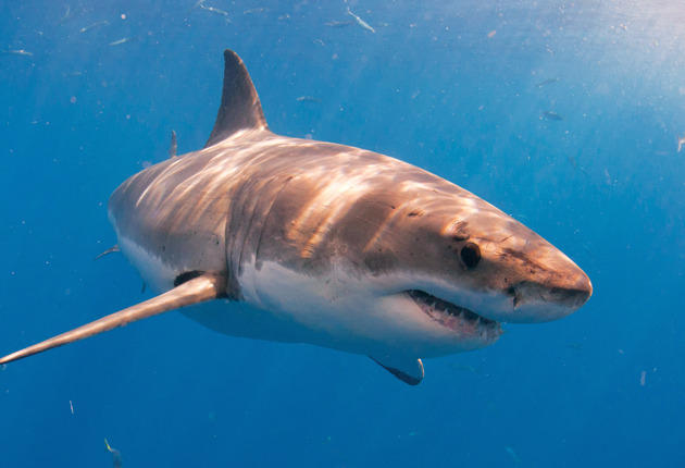 Will Science Ever Support Fishing for Great Whites?