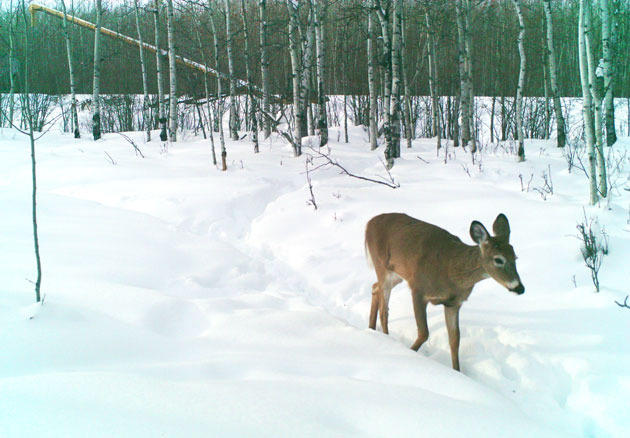 After Harsh Winter, Four States May Issue Fewer Deer Permits