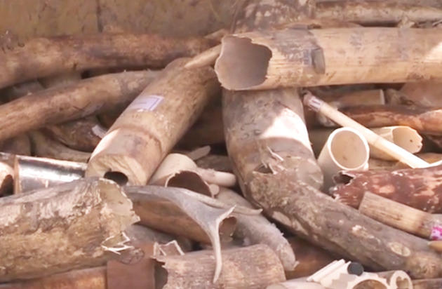 UAE, Republic of Congo Destroy $20 Million Worth of Ivory