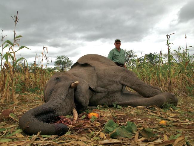 elephant on the mountain