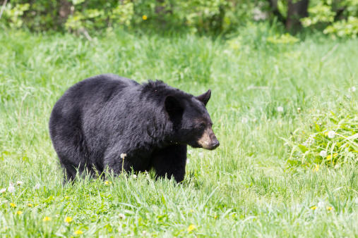 Wisconsin Bear Application Period Delayed