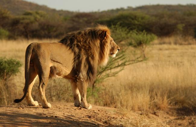 Lions Returning to Rwanda