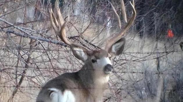 Celebrity Mule Deer Poached in Idaho