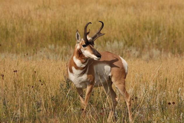 Drought Hinders Pronghorn Water Hole Tactic