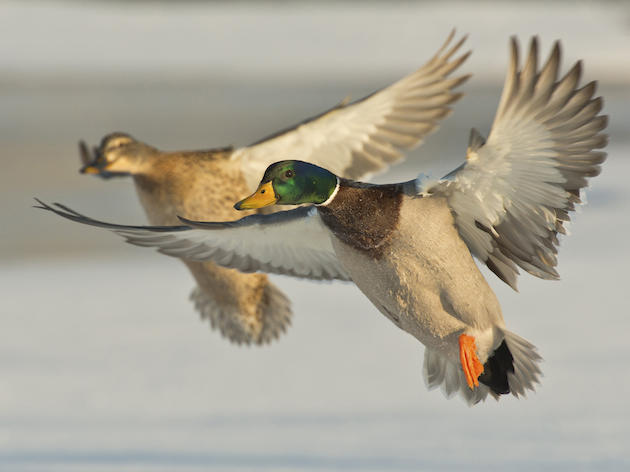 Managed Waterfowl Hunts At Tuckahoe WMA Planned