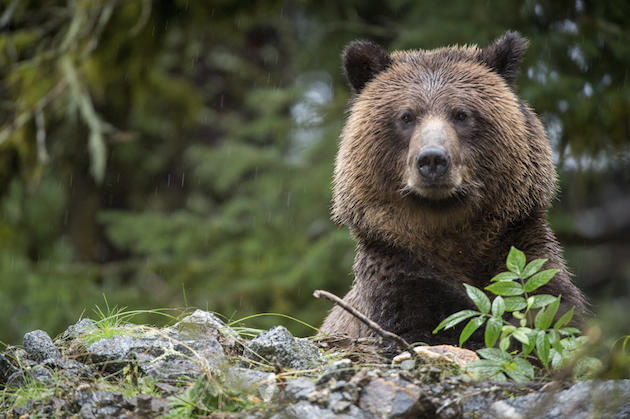 Pie Shop Suffers Second Bear Break-In