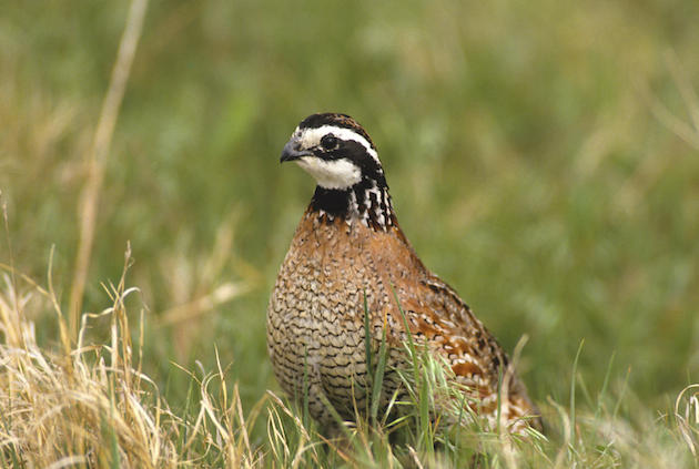Oklahoma Quail Numbers Increase Statewide